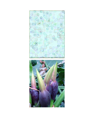 entDFP